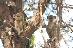 Monkeys in Katavi