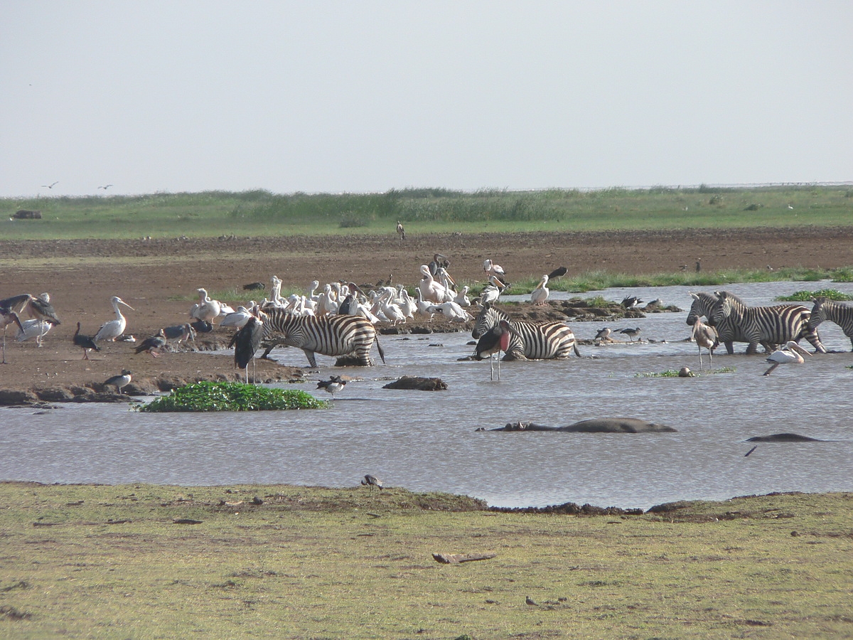 Pelicans in Lake Manyara