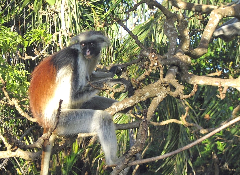 Red Colobus in_Jozani Forest Zanzibar