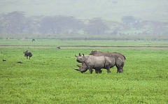Rhinos in the Ngorongoro Crater