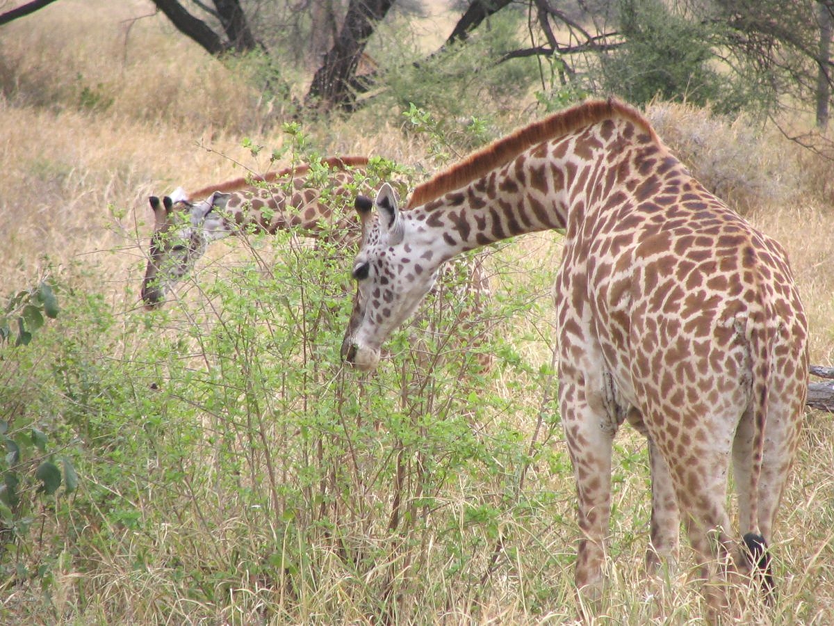 Tarangire_Giraffes