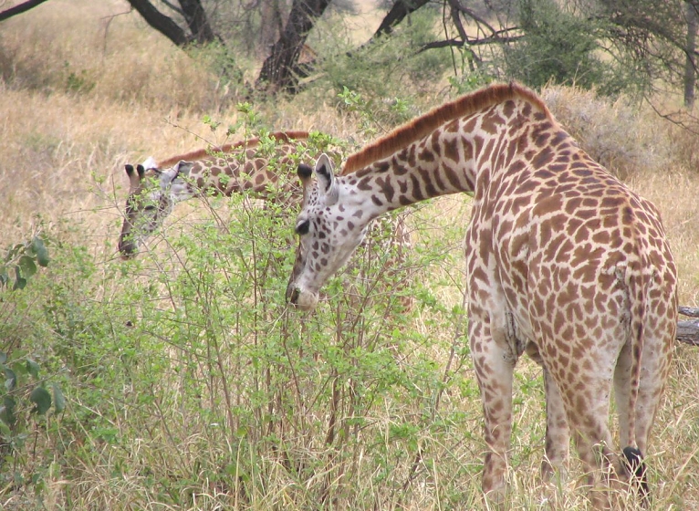 Tarangire_Giraffes