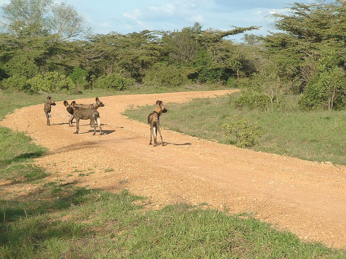 Wild Dogs in Selous Game Reserve
