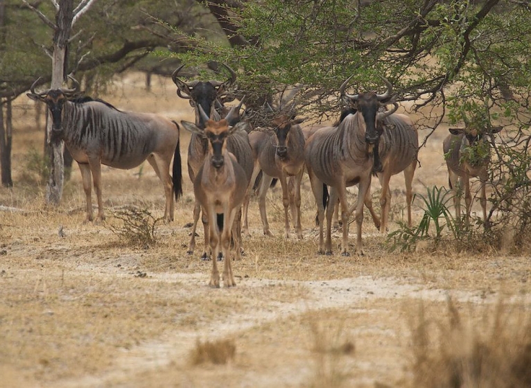 Wildebeasts in Selous Game Reserve