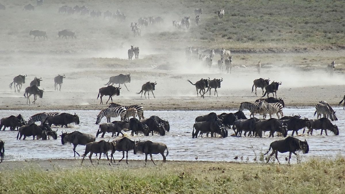 Wildebeests in Serengeti National Park
