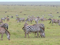 Zebras in Serengeti National Park